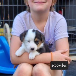 American Corgi Puppies from Wigglebutts American Corgis