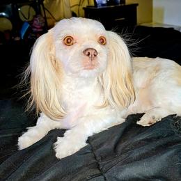 Ginger - Cavatzu