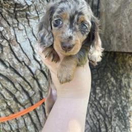 Dachshund Puppies from EntityDachs