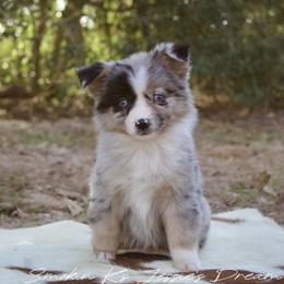 Jessie - Blue merle female Australian Shepherd puppy in Grapeland, Texas from Smokin K Aussies