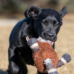Labrador Retrievers from Clearwater Labradors