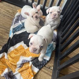 French Bulldog Puppies from Blueridge Frenchies