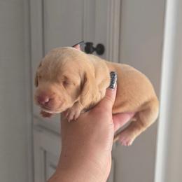 Chocolate Based Red or Cream ee - Cream female Dachshund puppy in Austin, Colorado from Colorado Mini Dachshunds & Mini Pomskies