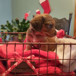 Girl 1 - Dachshund puppy from Weiners on a Hill
