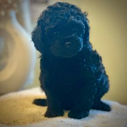 Taffy - Black female Cockapoo puppy in Palm Beach County, Florida from Benji’s Cockapoos