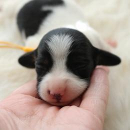Yellow - Piebald female Dachshund puppy in Peebles, Ohio from Cave Valley Hounds