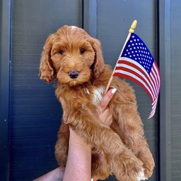 Australian Labradoodle puppies from Rouxdle Douxdle