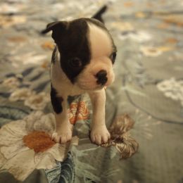 Boston Terrier Puppies from Lotus Life Puppies