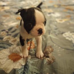 Boston Terrier Puppies from Lotus Life Puppies