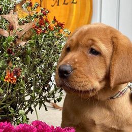 Labrador Retriever Puppies from Autumn Oaks Labrador Retrievers