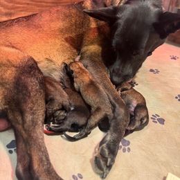Boy 1 - Mahogany male Belgian Malinois puppy in Franklin County, Missouri from Tomy K9 Support Services