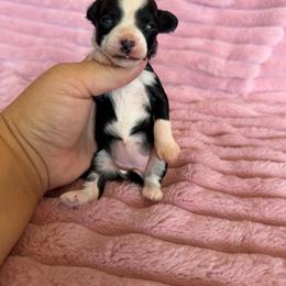 Zayda - Black and white female Chinese Crested puppy in Aberdeen, Idaho from Willow Creek Cresteds
