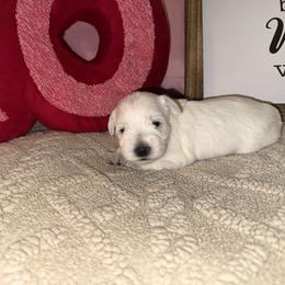 Girl 2 - White female Miniature Schnauzer puppy in Watauga, Texas from Sissy’s Schnauzers
