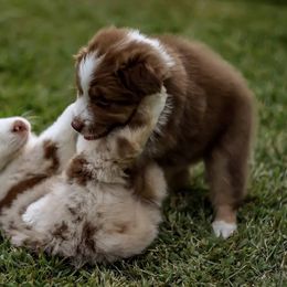 Australian Shepherd Puppies from Larkwood Australian Shepherds