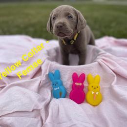 Dilute Retriever Puppies from Virdin’s Silver Labs