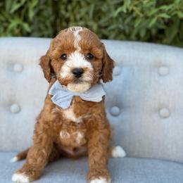 Waylon - Red  male Goldendoodle puppy in Queen Creek, Arizona from Goldendoodle AZ