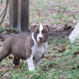 American Bully Puppies from Bolt Action Kennel