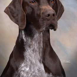 German Shorthaired Pointer All Grown Up from Twin Gabels GSPs