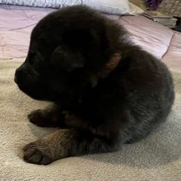 Rocky - brown - Black and tan male German Shepherd puppy in Sharon Grove, Kentucky from Julie’s Shepherds