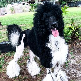 Hachi - Poodle