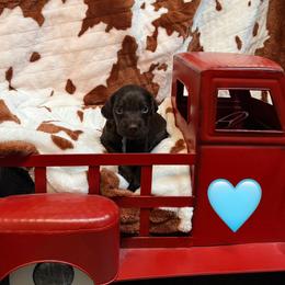 Teal - Liver male Boykin Spaniel puppy in Northport, Alabama from Blue Creek Boykins