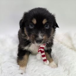 Ink - Black tri-color female Australian Shepherd puppy in Annville, Pennsylvania from Creekside Aussies LLC