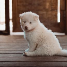 Siberian Husky Puppies from Hill Top Huskies