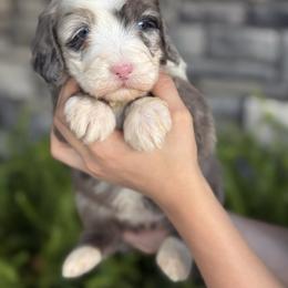 Anne - Merle female Double Doodle puppy in Millersburg, Ohio from T Sanctum