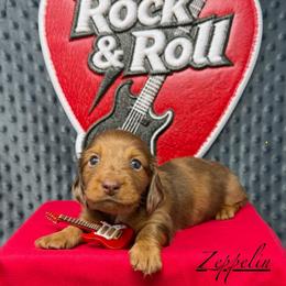 Zeppelin - Dapple male Dachshund puppy in Pulaski, Tennessee from Billboard Doxies
