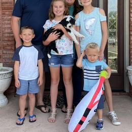 Sheepadoodle Puppies from Narrow Path Puppies