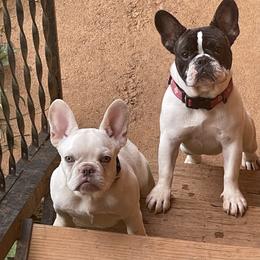 French Bulldog and Pembroke Welsh Corgi Puppies from The Grooming Barn LLC/ Wet Dog Ranch