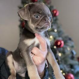 Lyla - Silver female Pug puppy in Onalaska, Washington from Cupid’s Pugs