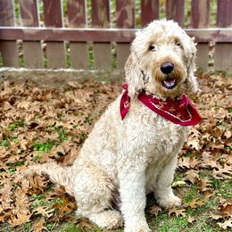 Pearl - Goldendoodle