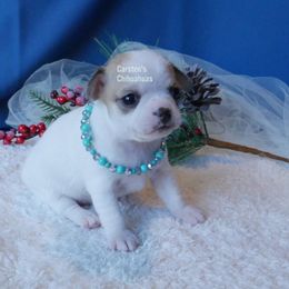 Azure - Blue and tan female Chihuahua puppy in Bois D Arc, Missouri from Carsten's Chihuahuas