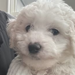 Mrs. Potato Head Girl - Cream Goldendoodle puppy in Petoskey, Michigan from Petoskey Goldendoodles