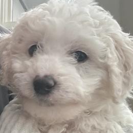 Mrs. Potato Head Girl - Cream Goldendoodle puppy in Petoskey, Michigan from Petoskey Goldendoodles