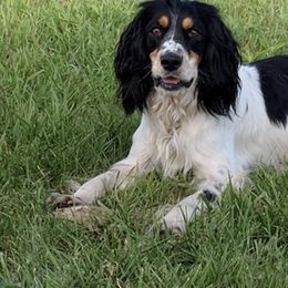 English Springer Spaniel All Grown Up from Sho-Me Springers