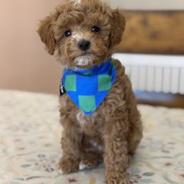Cavapoo, Goldendoodle, Maltipoo, and Poodle Puppies from Precious Paws Ranch