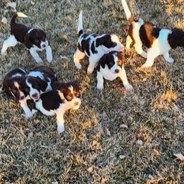English Springer Spaniels from Bigfoot's Kennel