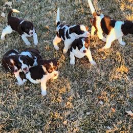 English Springer Spaniels from Bigfoot's Kennel