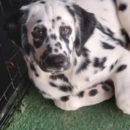 Boy 4 - male Dalmatian puppy in Owosso, Michigan from Dreammaker Dalmatians