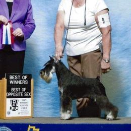 Slick - Miniature Schnauzer