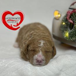 Jeremiah - Apricot male Goldendoodle puppy in Yerington, Nevada from GoldenHearted Doodles