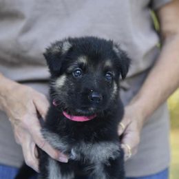 German Shepherd Puppies from Frankenhaus German Shepherds