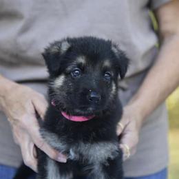 German Shepherd Puppies from Frankenhaus German Shepherds