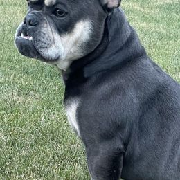 French Bulldogs from Les Petits Monstres