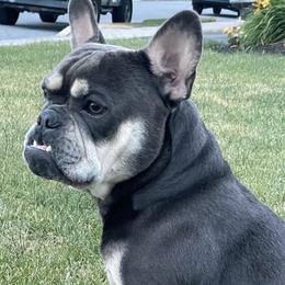 French Bulldogs from Les Petits Monstres