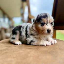 Leo Seebold - Blue merle male Australian Shepherd puppy in Statesville, North Carolina from Charming Australian Shepherds