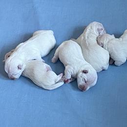 Boy 3 - White male West Highland White Terrier puppy in Idabel, Oklahoma from Ravens Nest Westies