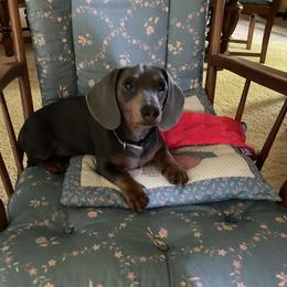 Dachshund Puppies from Golden Creek Farm
